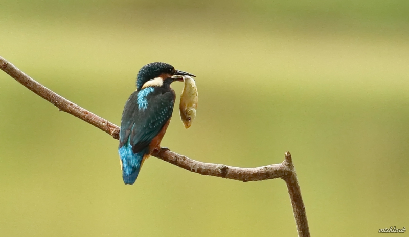 Photo Oiseaux Martin pêcheur d'Europe (Alcedo atthis)