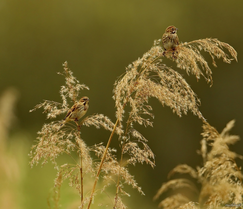 Photo Oiseaux Bruant des roseaux