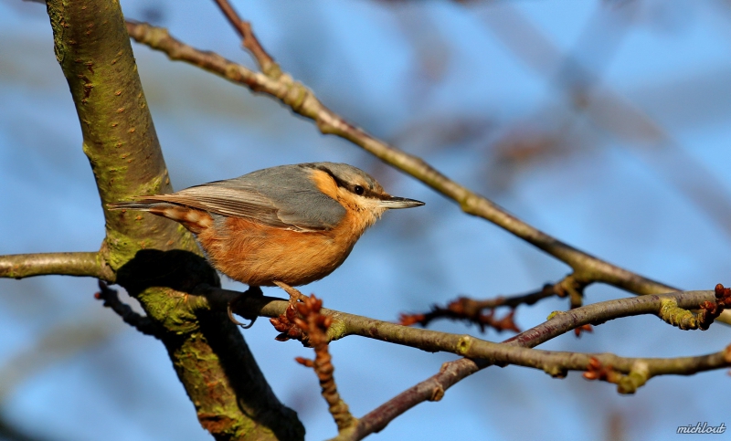 Photo Oiseaux Sittelle Torchepot - Sitta europaea