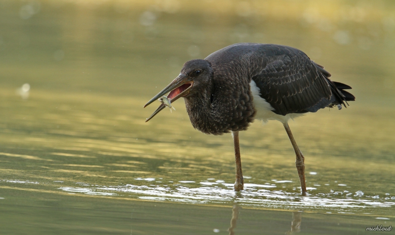 Photo Oiseaux cigogne noire, Cygogne noire
