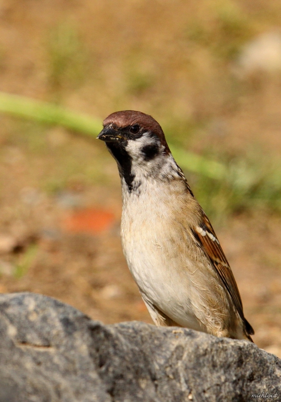Photo Oiseaux Moineau Friquet