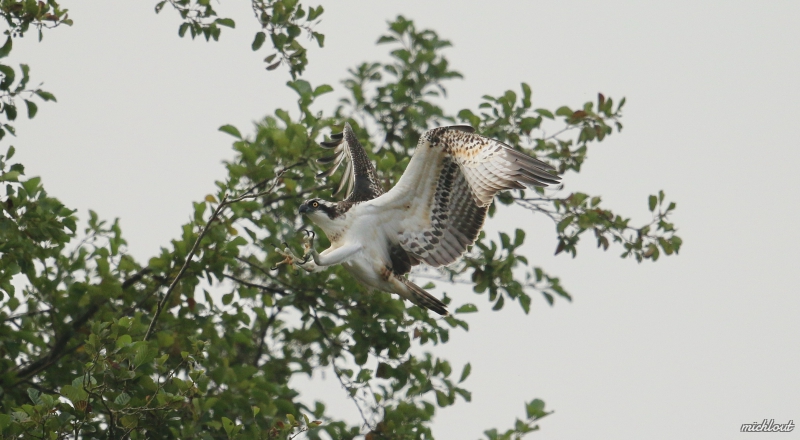 Photo Oiseaux Balbuzard pêcheur