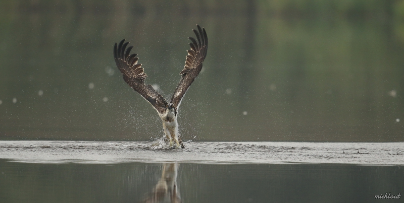 Photo Oiseaux Balbuzard pêcheur