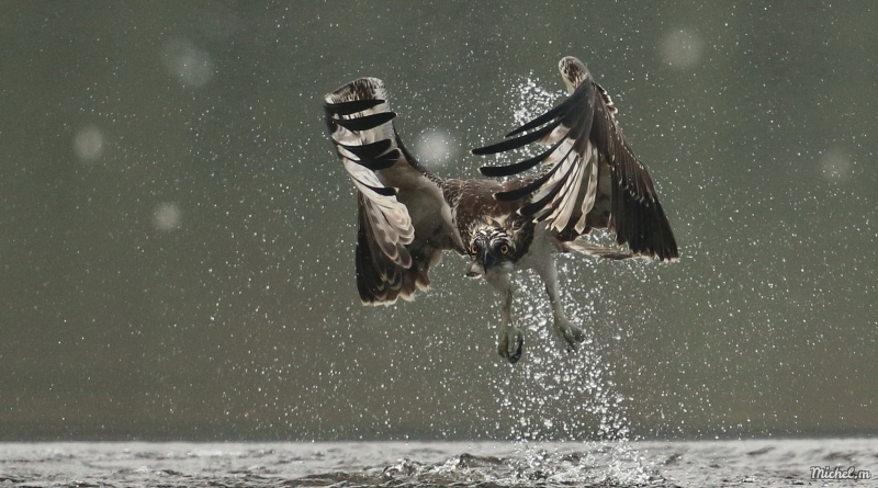 Photo Oiseaux Balbuzard pêcheur