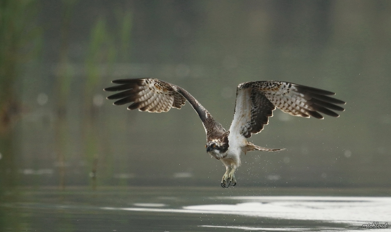 Photo Oiseaux Balbuzard pêcheur
