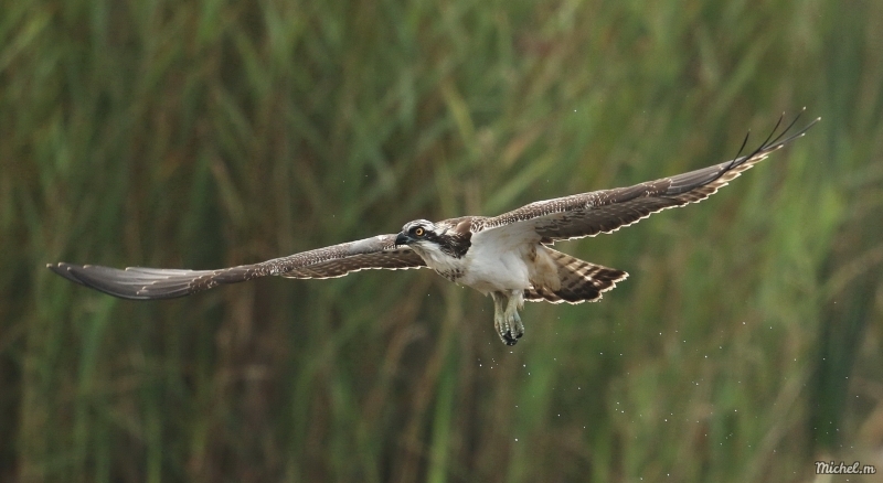 Photo Oiseaux Balbuzard pêcheur