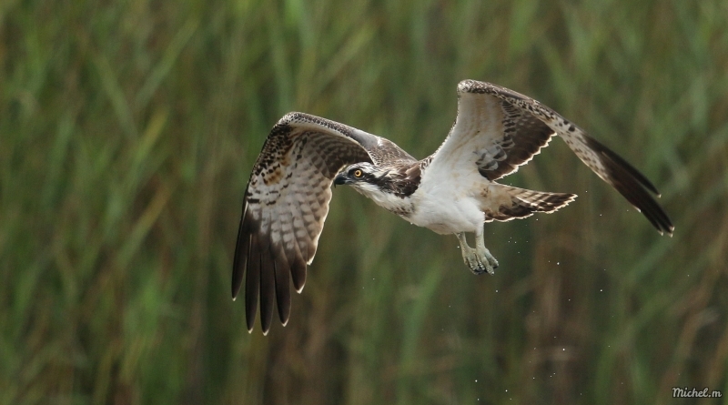Photo Oiseaux Balbuzard pêcheur