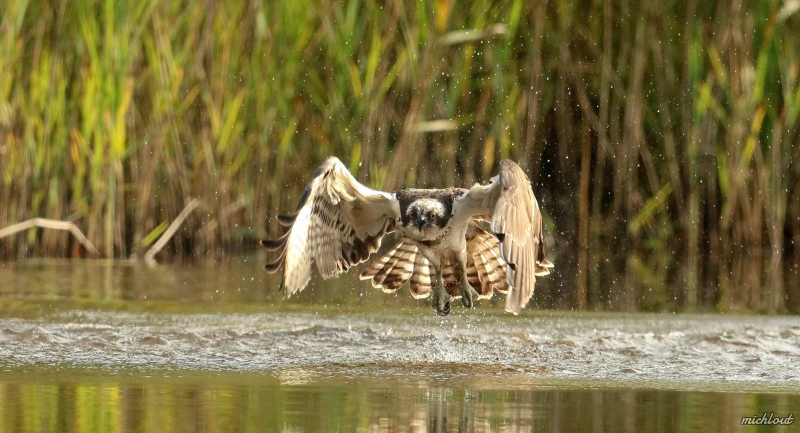 Photo Oiseaux Balbuzard pêcheur