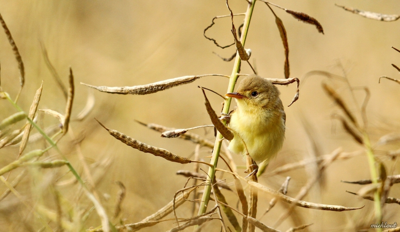 Photo Oiseaux Rousserolle verderolle