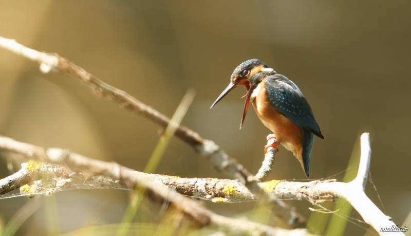 Photo Oiseaux Martin pêcheur d'Europe (Alcedo atthis)
