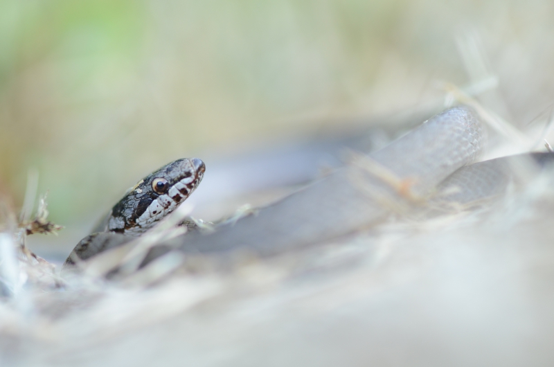 DSC_8125.JPG