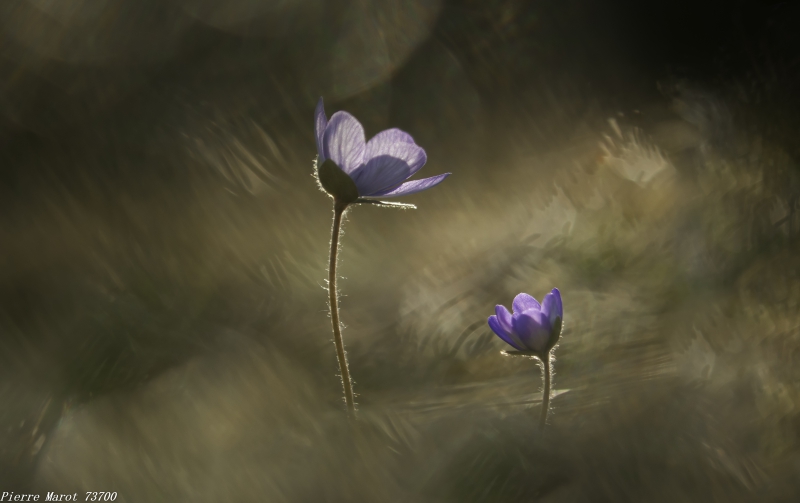 Marais1_mauve5.jpg