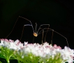Insectes