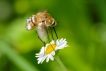 Insectes