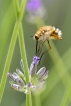 Insectes