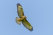 Oiseaux