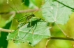 Insectes