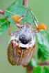 Insectes