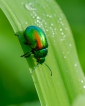 Insectes