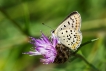 Insectes