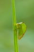 Insectes