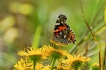 Insectes