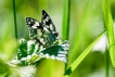 Insectes