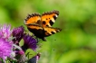 Insectes