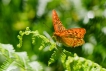 Insectes