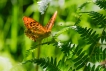 Insectes