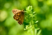 Insectes