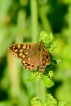 Insectes