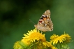 Insectes