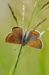 Insectes