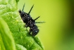 Insectes