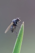Insectes