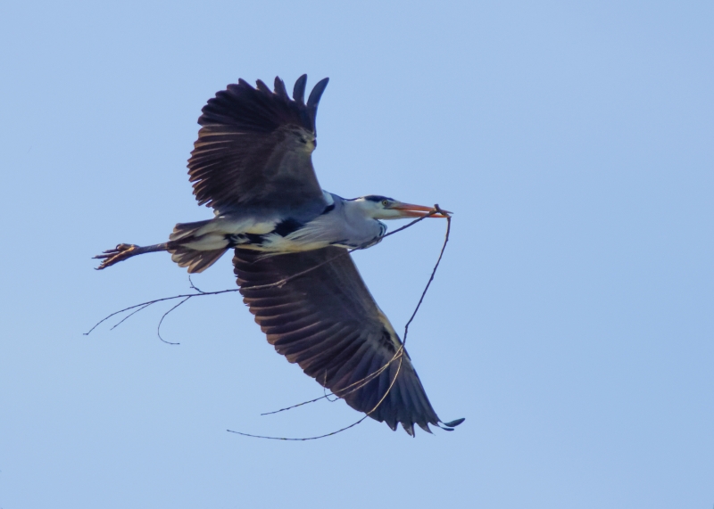 Photo Oiseaux