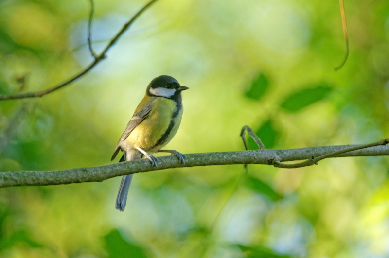 Photo Oiseaux