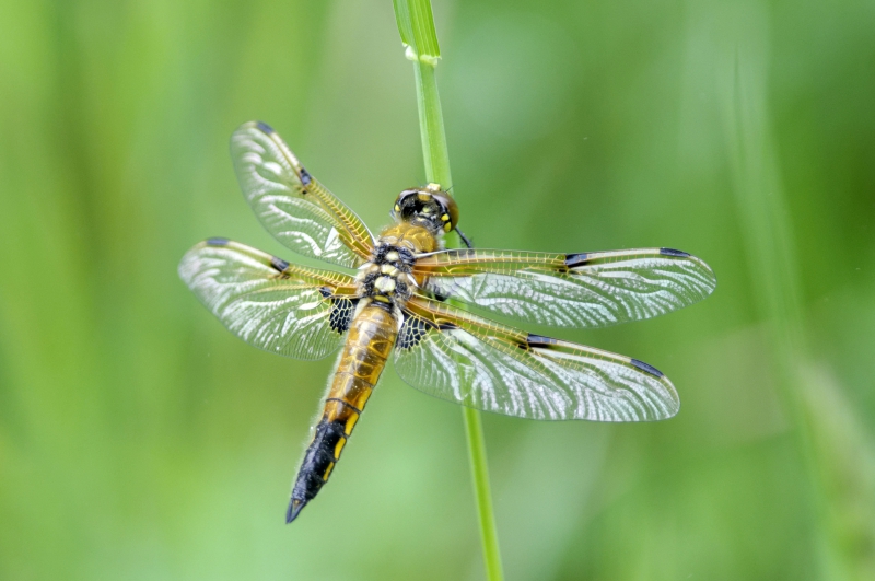 Photo Insectes