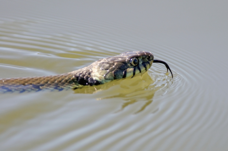 Photo Reptiles