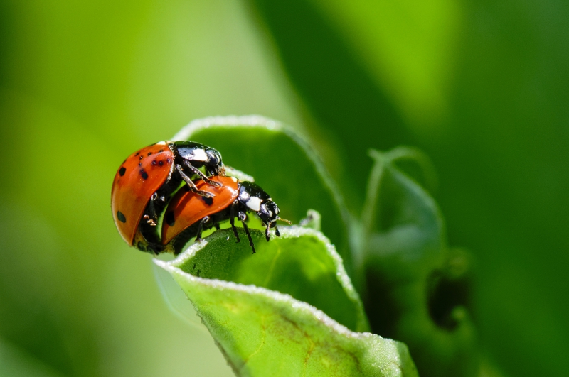 Photo Insectes
