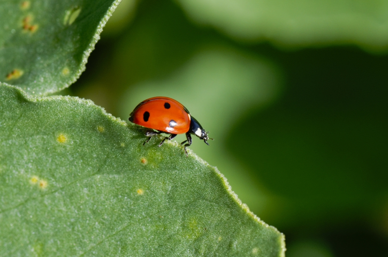 Photo Insectes
