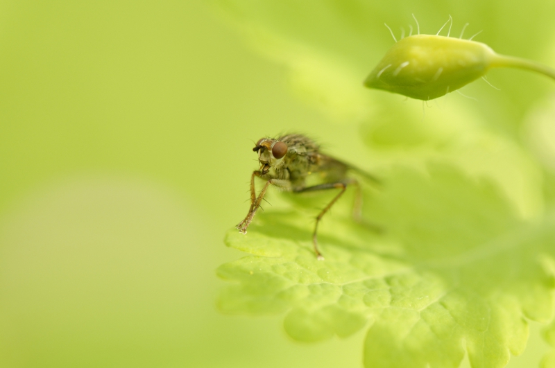 Photo Insectes
