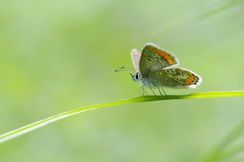 Photo Insectes