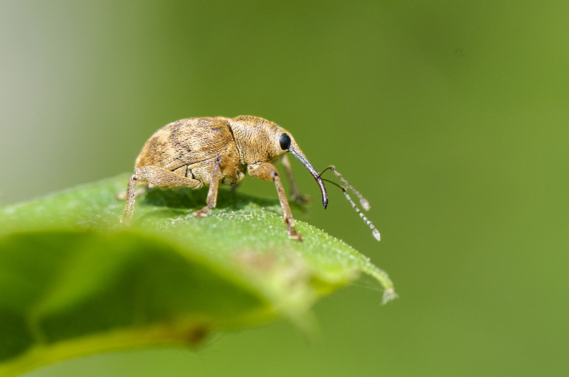 Photo Insectes