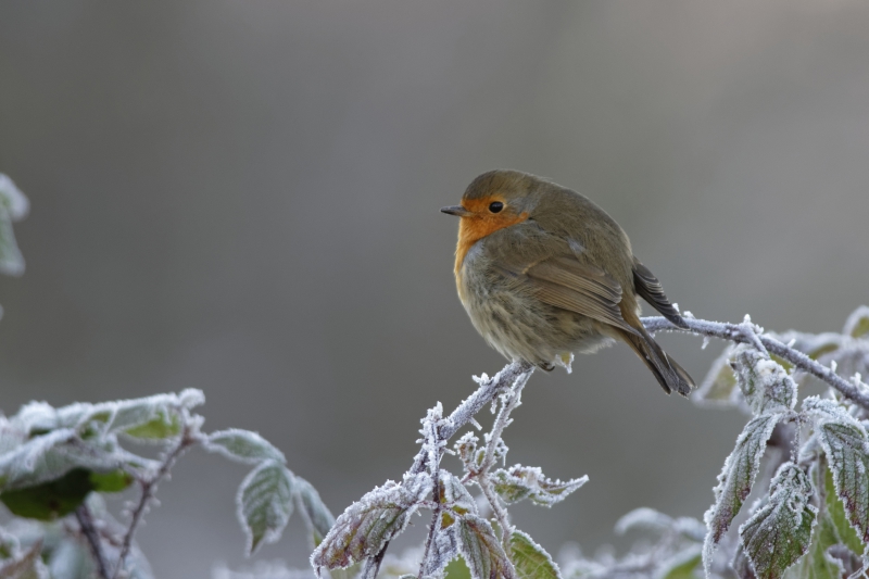 Photo Oiseaux