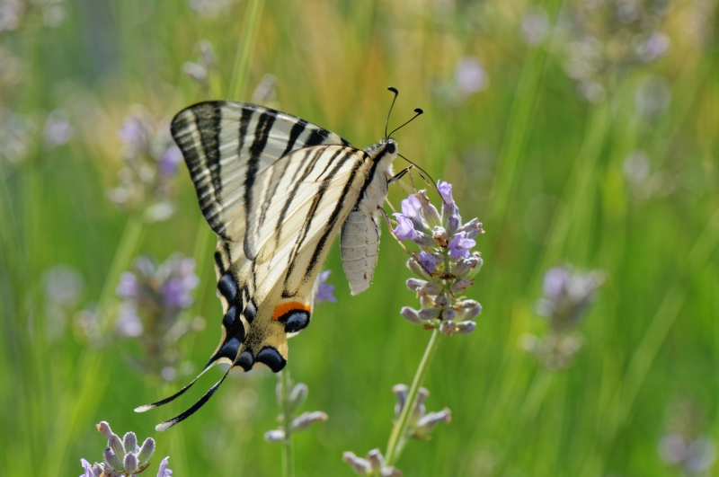 Photo Insectes Papillon Flambé