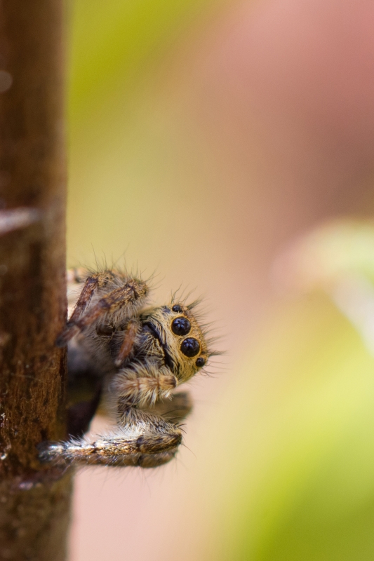 Photo Araignées