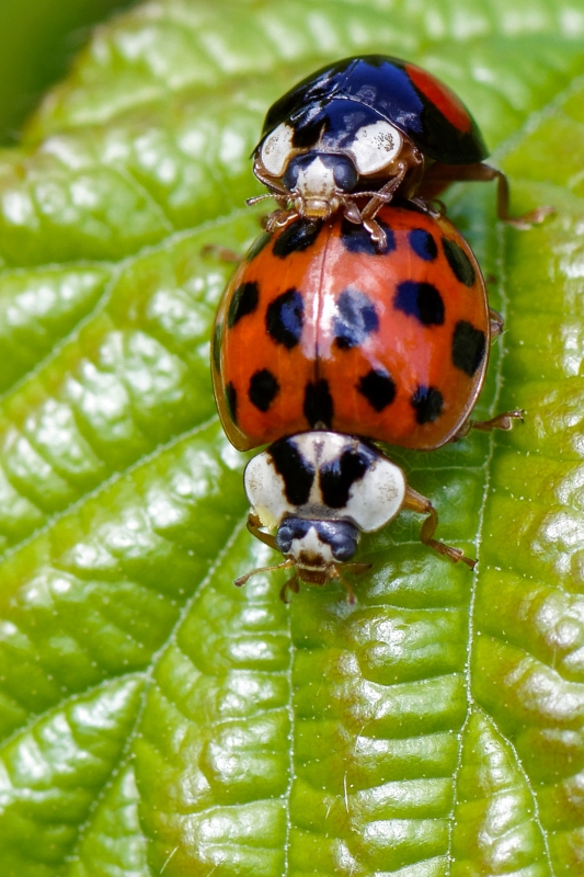 Photo Insectes