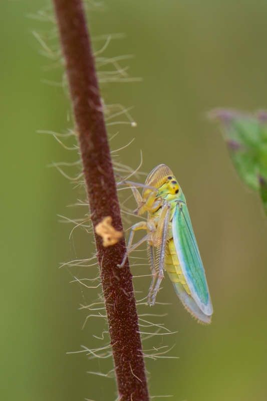 Photo Insectes
